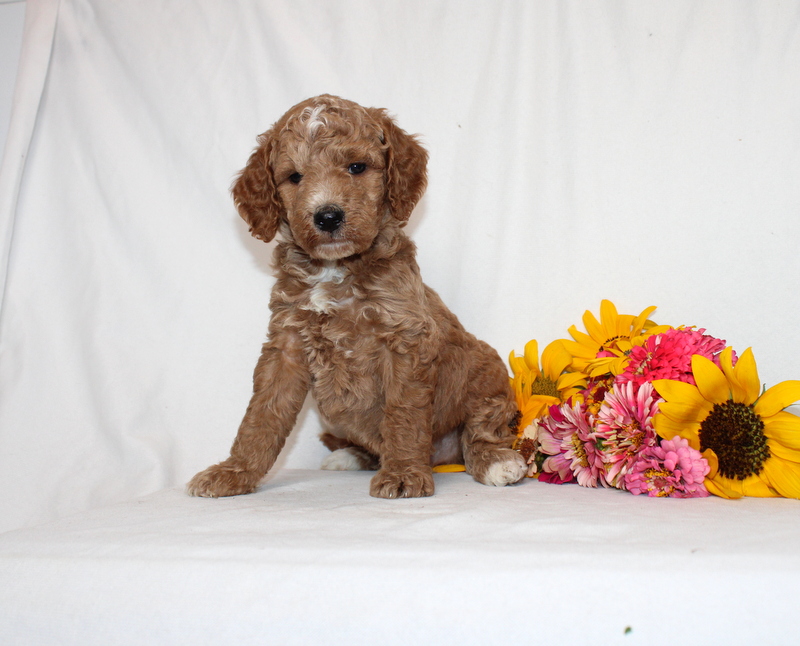 puppy, for, sale, Mini Goldendoodle F1B, Matthew B. Stoltzfus, dog, breeder, Gap, PA, dog-breeder, puppy-for-sale, forsale, nearby, find, puppyfind, locator, puppylocator, aca